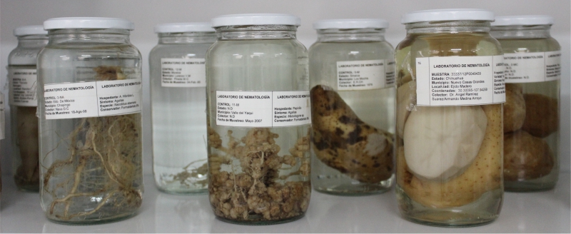 Colección de síntomas de nematodos