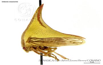 Umbonia crassicornis
