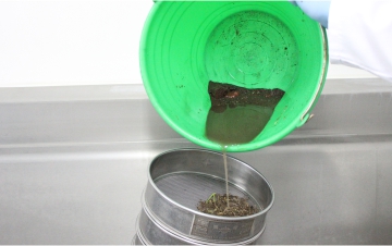 Extracción de nematodos de una muestra de suelo
