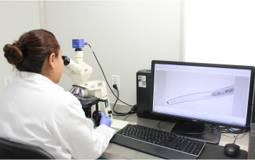 Observación de características morfológicas de nematodos bajo el microscopio